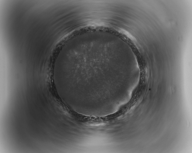 X0000096660919200802261339