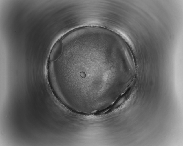 X0000096660944200802261339