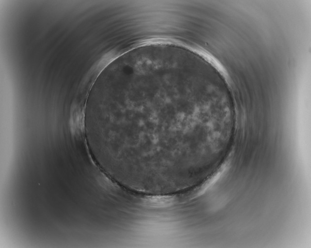 X0000096660953200802261340