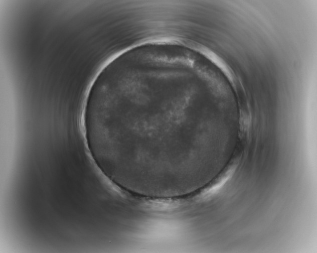 X0000096660959200802261340