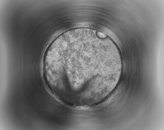 X0000096660994200802261339