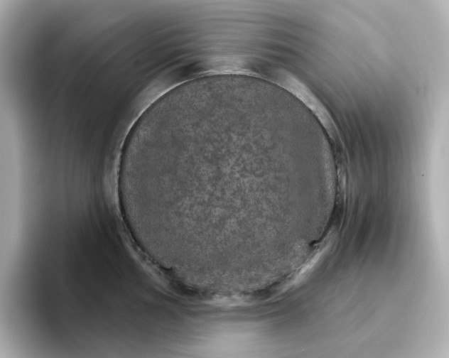 X0000096661002200802261338