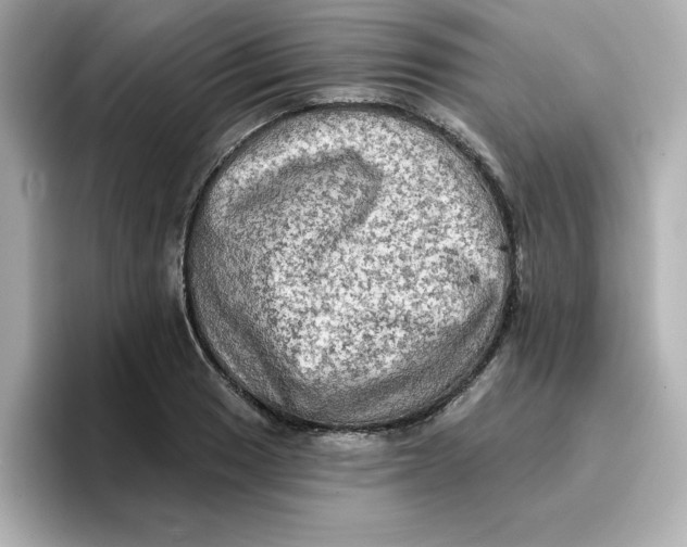 X0000096661033200802261338