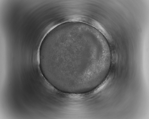 X0000096661036200802261338