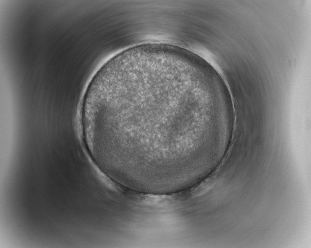 X0000096661056200802261338