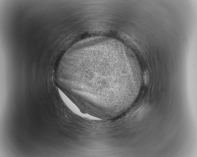 X0000096661059200802261338