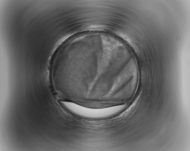 X0000096661066200802261337