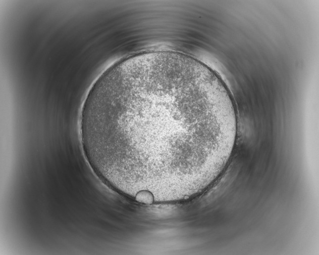 X0000096661090200802261337