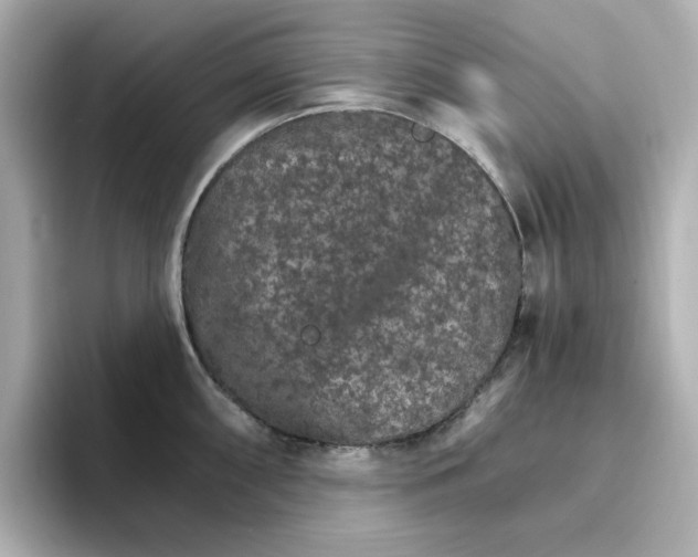 X0000096661098200802261337