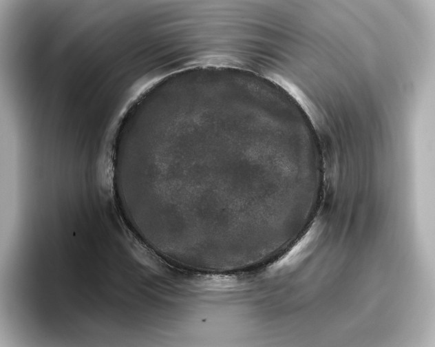 X0000096661115200802261336