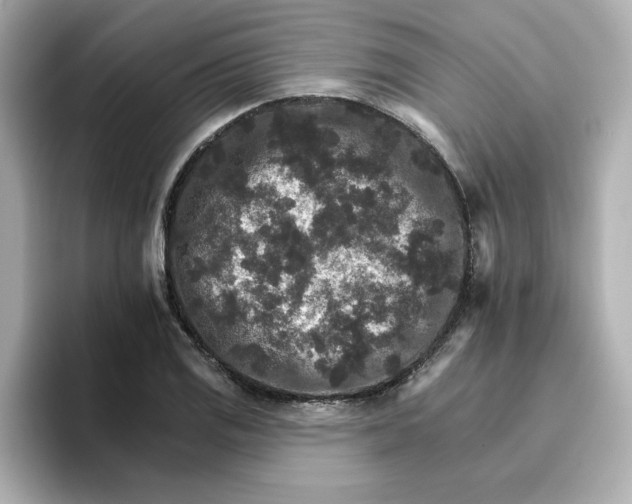 X0000096661125200802261337