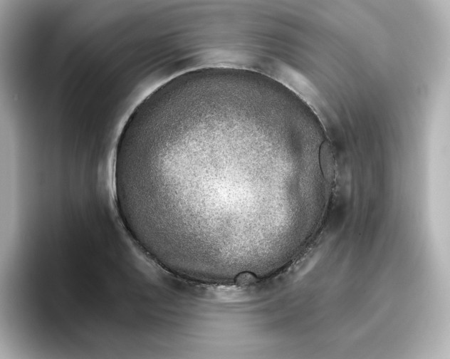 X0000096661128200802261337