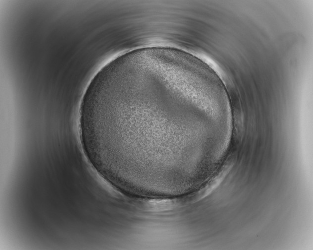 X0000096661142200802261337