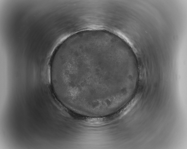 X0000096661171200802261336