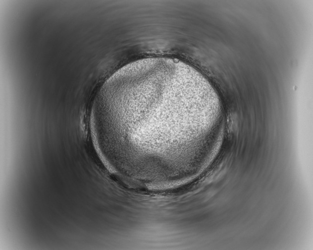 X0000096661202200802261335