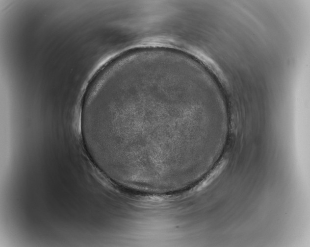 X0000096661224200802261335