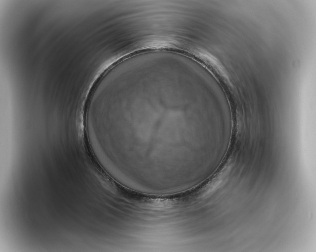 X0000096661226200802261335