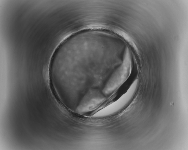 X0000096661229200802261335