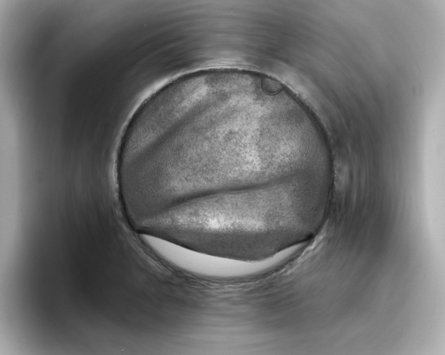 X0000096661230200802261335