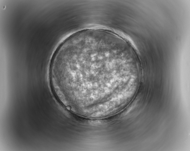 X0000096661231200802261335