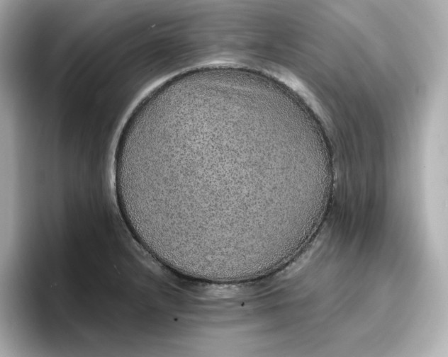 X0000096661232200802261335