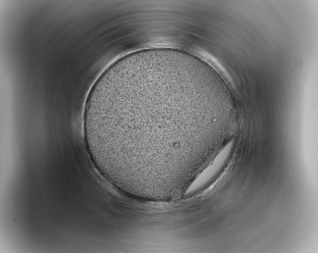 X0000096661236200802261335