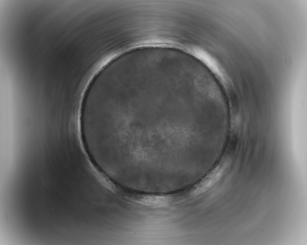 X0000096661237200802261335