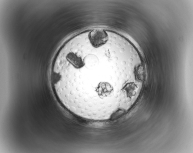 X0000096661245200802261335