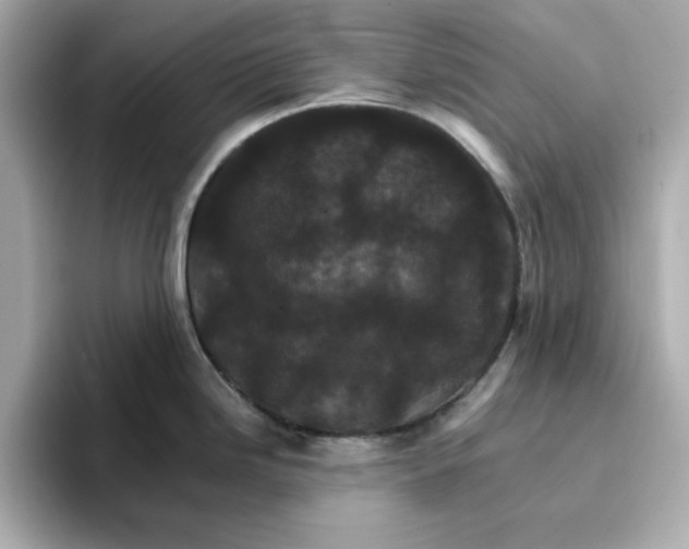 X0000096661246200802261336