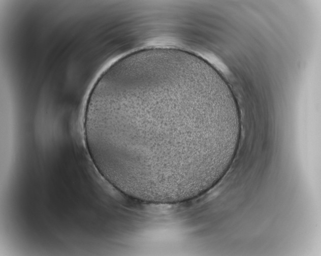 X0000096661248200802261336