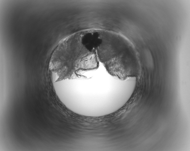 X0000096661255200802261335