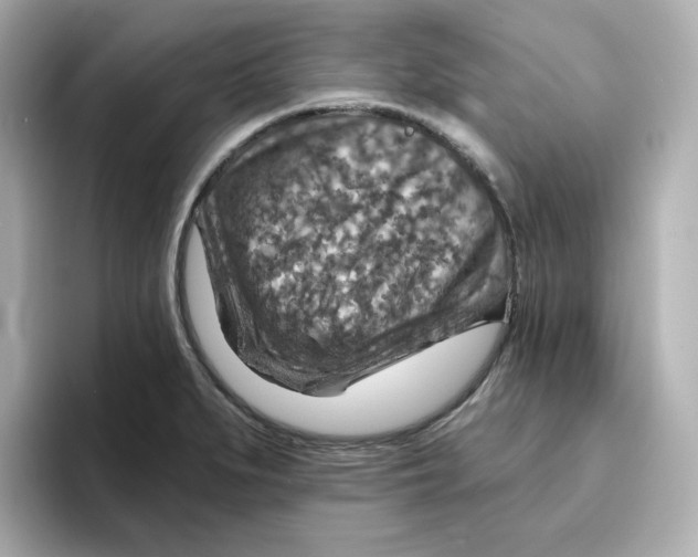 X0000096661279200802261334