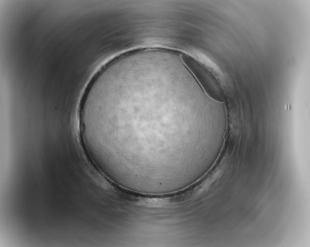 X0000096661280200802261334