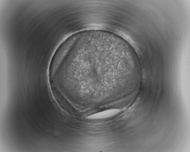 X0000096661283200802261334