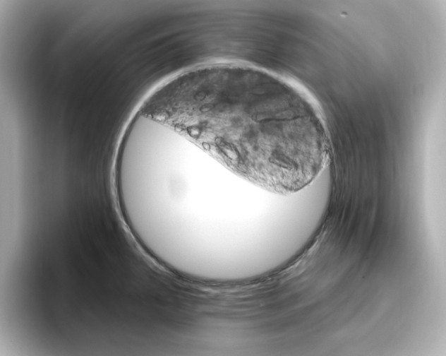 X0000096661287200802261334