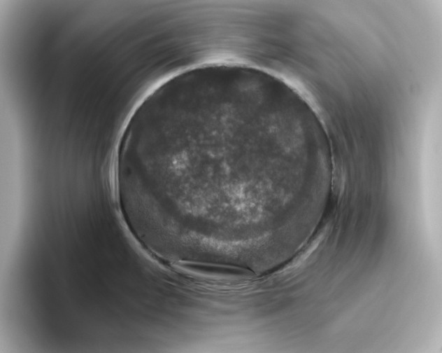 X0000096661295200802261334