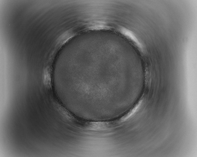 X0000096661305200802261334