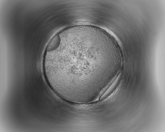 X0000096661333200802261334