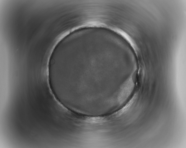 X0000096661335200802261334