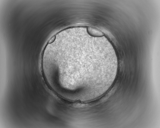 X0000096661374200802261333