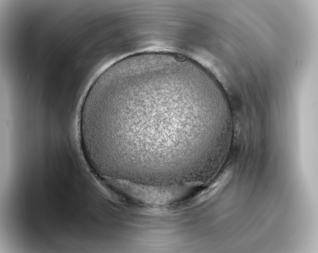 X0000096661375200802261333