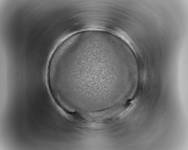 X0000096661379200802261333