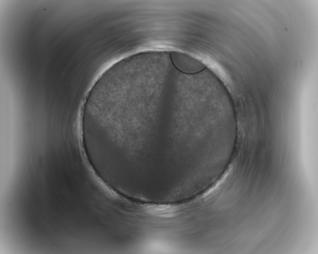 X0000096661382200802261333