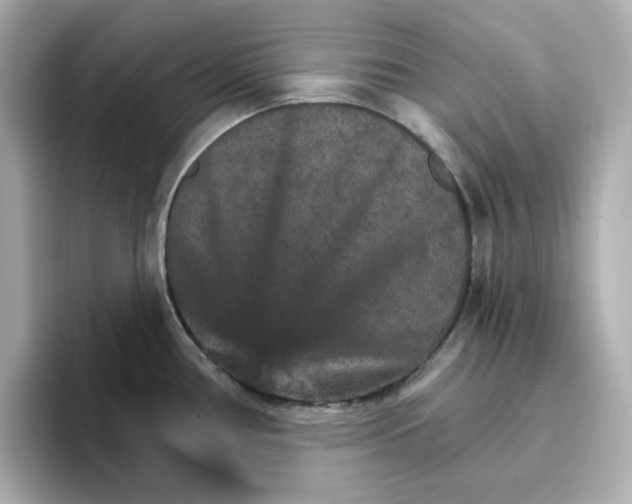 X0000096661386200802261333