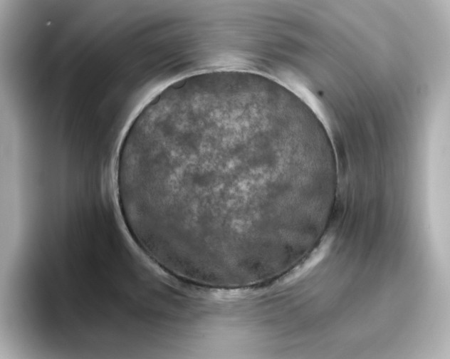 X0000096661389200802261333