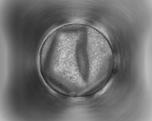 X0000096661391200802261333