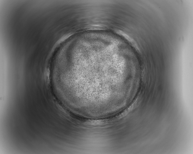 X0000096661402200802261332