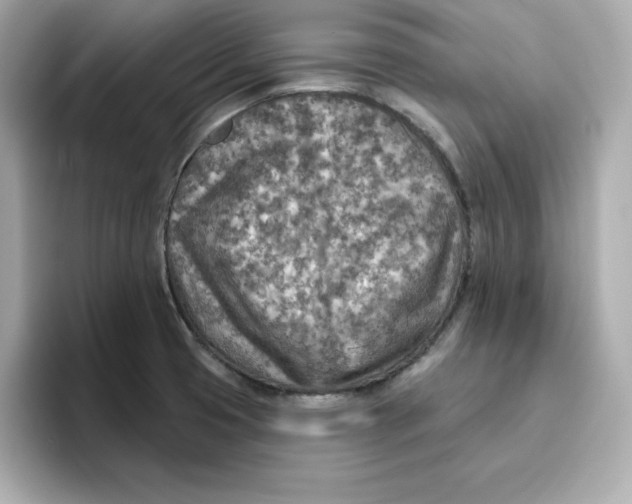 X0000096661425200802261333