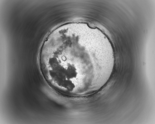 X0000096661429200802261333