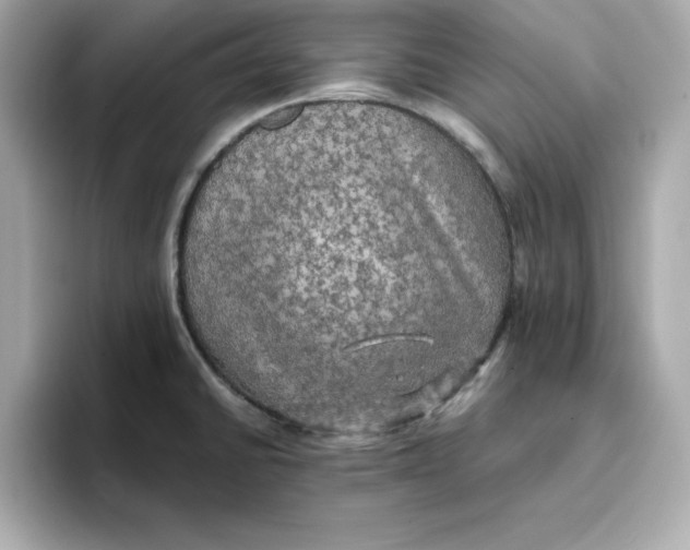 X0000096661430200802261333